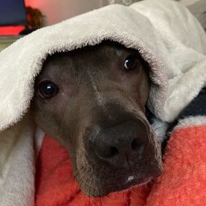 Meet your Posher, Fred